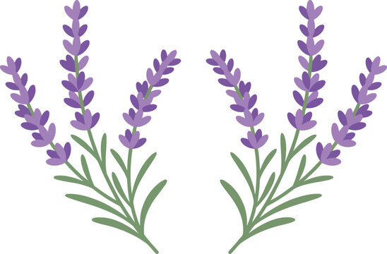 Beautiful purple lavender flower sprigs illustration for floral design and nature decor