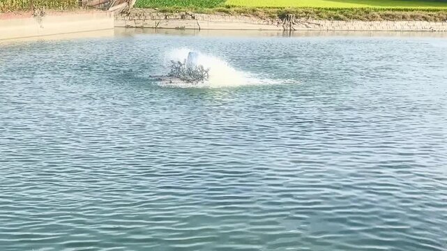 Paddlewheel aerator working in a fish pond on a sunny day