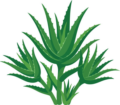 Green aloe vera plant with sharp leaves drawing illustration