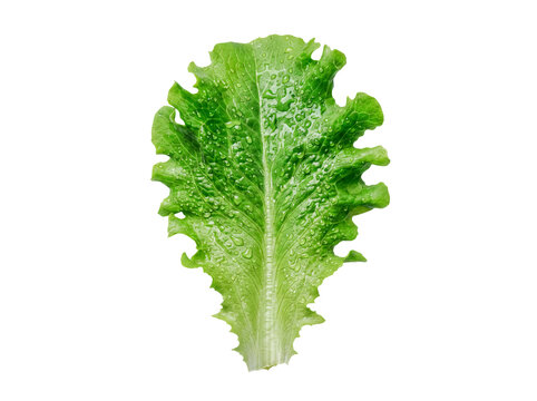 Fresh, crisp green romaine lettuce leaf with glistening water droplets, showcasing healthy texture, isolated.