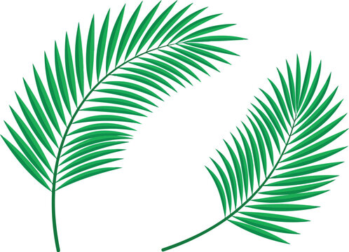 Two green palm tree leaves illustration with simple flat style design for tropical summer projects and nature decoration elements