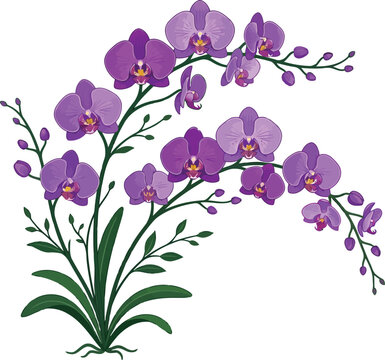 Beautiful purple orchid flower plant with elegant blooming petals and green leaves in a decorative artistic botanical illustration style for floral design projects