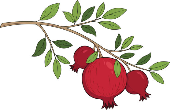 Fresh red pomegranate fruits hanging on a green leafy branch illustration