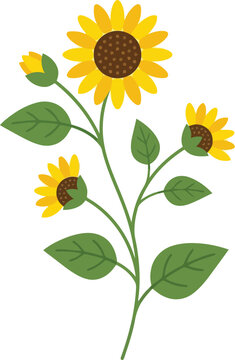A beautiful bright yellow sunflower plant with green leaves and flower buds in a flat illustration style for summer garden design and nature themed projects