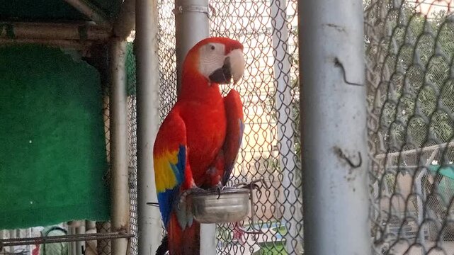 A red and blue color macaw. Scarlet macaw in profile view reveals radiant red, yellow, and blue feathers against a rustic wood backdrop. Parrots in the zoo of Dg Khan punjab Pakistan. 4K Footage.