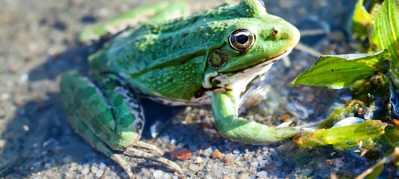 Green marsh frog natural habitat river coast background, camouflage dots amphibian Pelophylax ridibundus. 