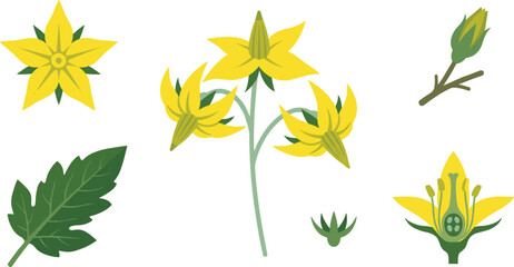 Obraz premium Tomato Plant Flower and Botanical Anatomy Vector Set with Yellow Blossoms, Green Leaves, Buds, and Cross Section Diagram for Educational Designs,
