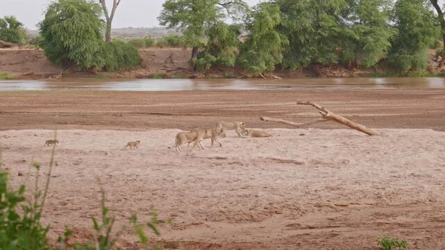 Lions in Samburu