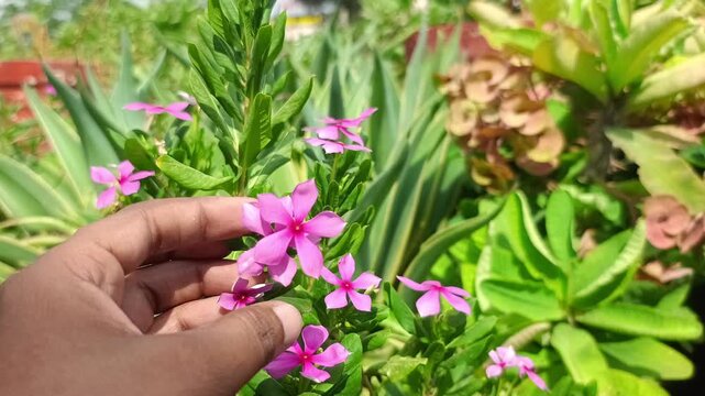 Hand touching pink periwinkle flowers in a sunny garden