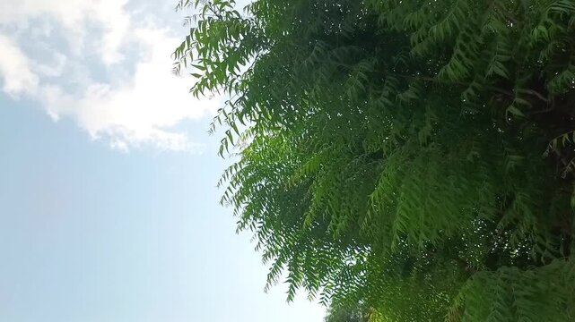 Green neem tree branches blowing in the wind against a blue sky