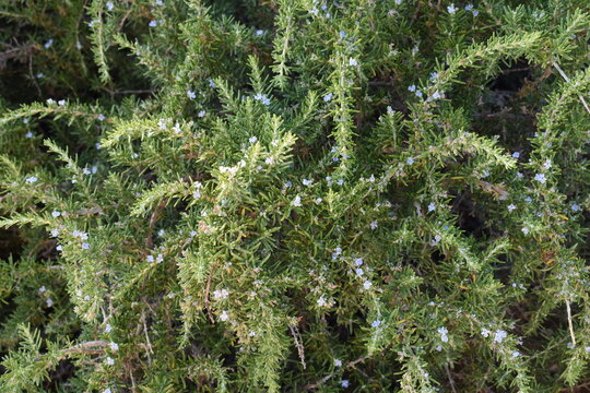 Purple Vitex Agnus Castus Blossoms on Green Shrub Branch