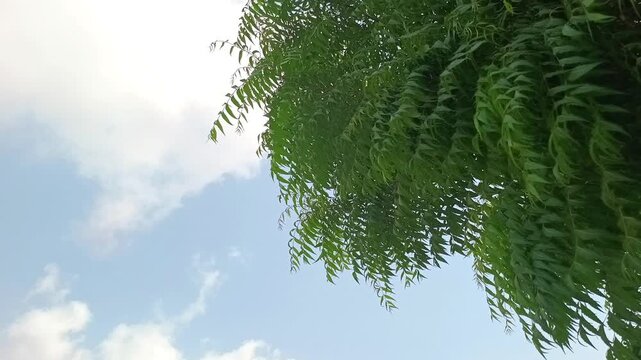 Green neem tree branches swaying against a blue sky with white clouds
