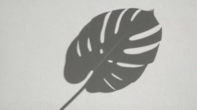 Shadow of a tropical monstera leaf on a white textured wall