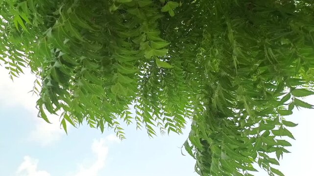 Hanging green neem tree branches swaying in the wind against a cloudy sky