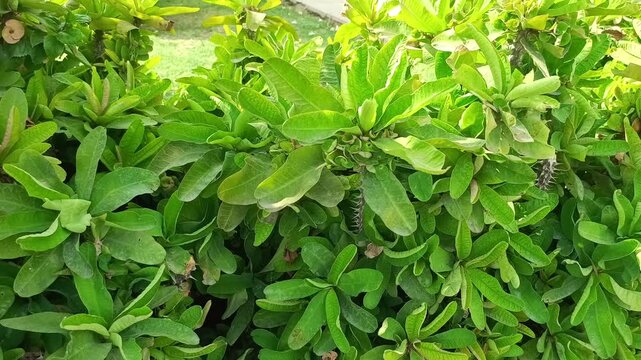 Dense green leaves and thorny stems of a Crown of Thorns plant in sunlight