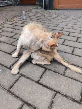 A touching shot of a sick, neglected stray cat scratching its neck while sitting on pavement stones. A captured moment of an abndoned homeless pet in need of medical help and animal rescue care
