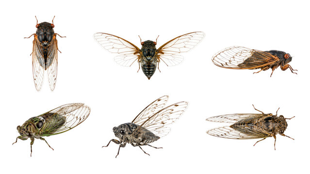 Six adult cicada specimens photographed on a transparent background showing detailed wings, bodies, and multiple anatomical views