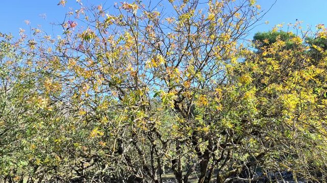 The tree with yellow leafes are losing it