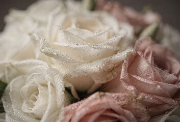 Fototapeta premium White and blush roses with water droplets in soft floral close up