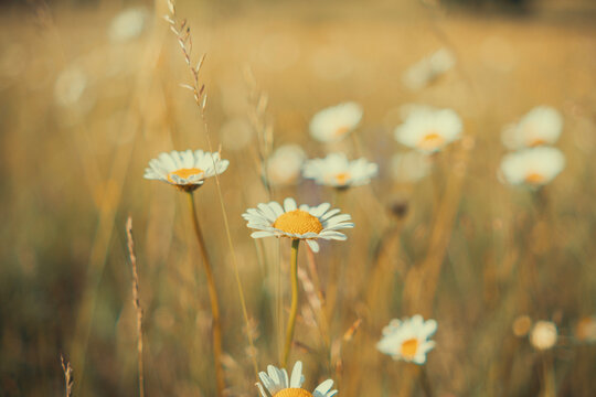 Daisy flowers in summer meadow close up, shallow depth of field vintage nature background