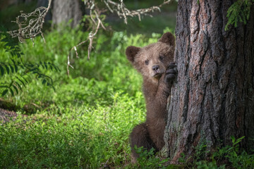 Brown bear cub peeks out from behind a tree in the forest and exploring its surroundings © Juha Saastamoinen