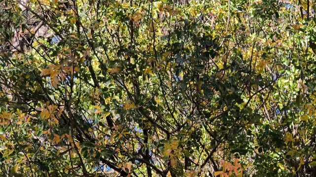 Tree very dense with much leafes