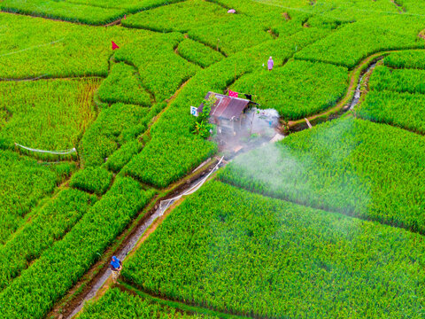 Aerial view of Taba Tembilang rice fields with a small wooden hut, irrigation channels, and farmers working in the lush green landscape in Arga Makmur, Bengkulu, Indonesia.