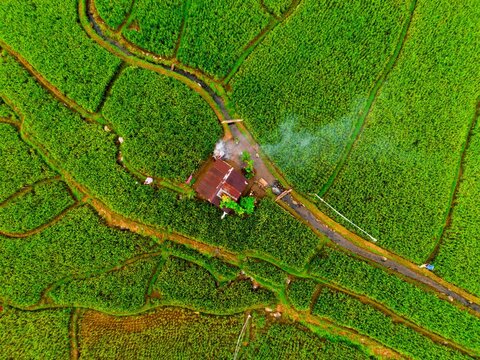 Aerial view of a small house nestled within vibrant green rice paddies and intricate irrigation channels in Taba Tembilang, Arga Makmur, Bengkulu, Indonesia.