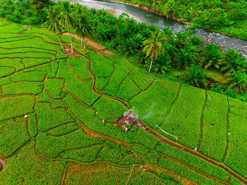 Aerial view of Taba Tembilang rice terraces with a small hut, lush green vegetation, palm trees, and a winding river in Arga Makmur, Bengkulu, Indonesia.