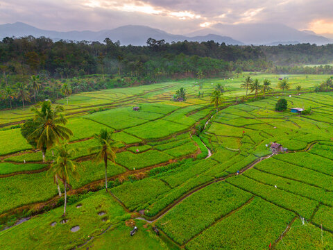 Aerial view of Taba Tembilang rice terraces featuring vibrant green paddy fields, palm trees, small huts, and mountains under a soft golden hour sky in Arga Makmur, Bengkulu, Indonesia.