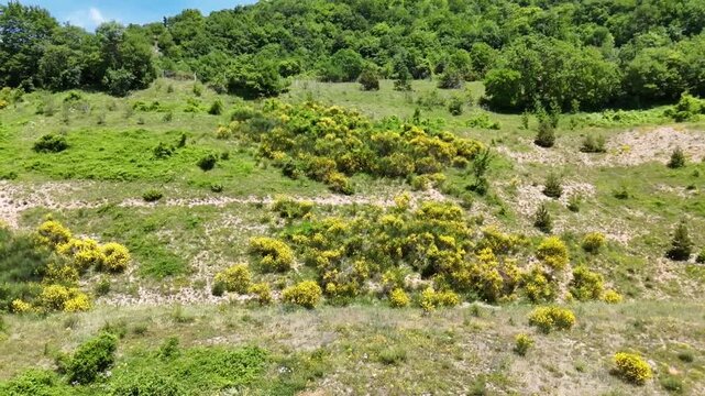 Pendio montano ricoperto da cespugli di ginestra in fiore, erbe spontanee e arbusti pionieri, con rilievi boscosi sullo sfondo e cielo limpido