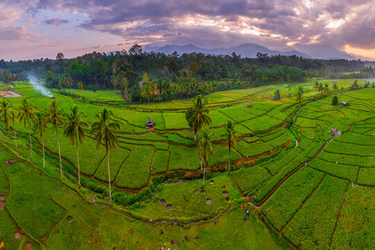 Aerial view of Taba Tembilang rice terraces with lush palm trees, vibrant green paddies, and distant mountains under a dramatic sunset sky in Arga Makmur, Bengkulu, Indonesia.