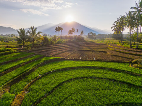 Aerial view of Kemumu rice terraces at sunrise with lush green paddies, palm trees, and distant mountains in Arma Jaya, Bengkulu, Indonesia.