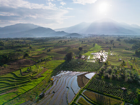 Aerial view of the lush Kemumu rice terraces with vibrant green paddies and reflective water surfaces set against a backdrop of rolling mountains in Arma Jaya, Bengkulu, Indonesia.