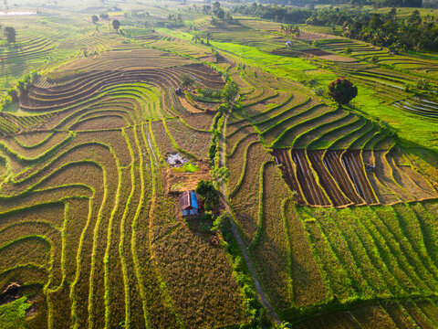 Aerial view of Kemumu terraced rice fields with a small hut amidst lush green landscape in Arma Jaya, Bengkulu, Indonesia.