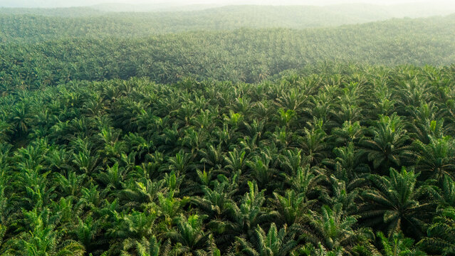 Aerial view of a vast palm oil plantation with rows of lush green trees stretching across rolling hills in Indonesia.