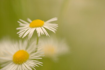 Obraz premium Chamomile 
