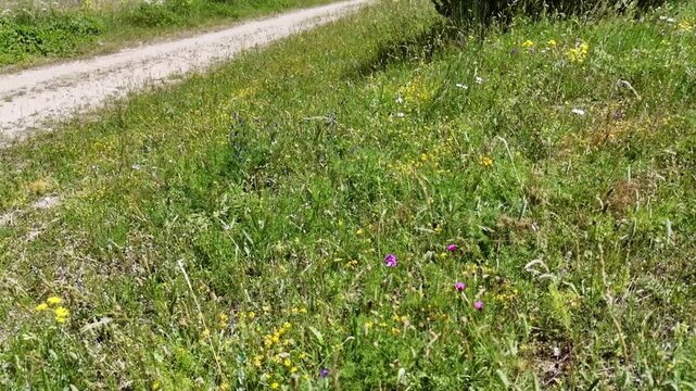 Bordo di sentiero con erbe spontanee, piccoli fiori gialli e viola e vegetazione erbacea tipica degli ambienti montani. Una scena naturale ricca di micro‑biodiversit&agrave; 