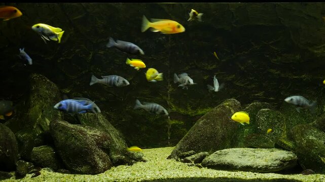 Cichlid malawi dark fish tank