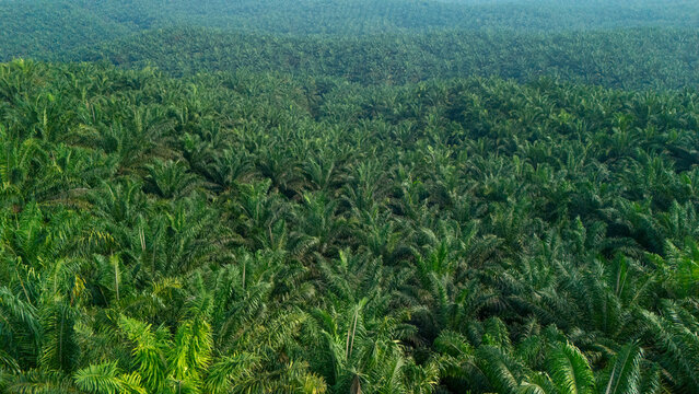 Aerial view of a vast palm oil plantation with rows of lush green palm trees stretching across the landscape in Indonesia.