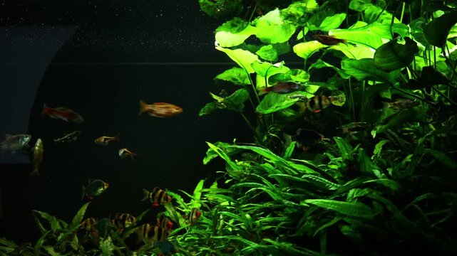 Foliage in the fish tank lounge