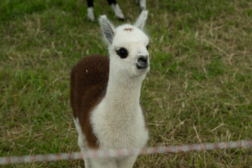 Fototapeta premium alpaka tier natur lama baby