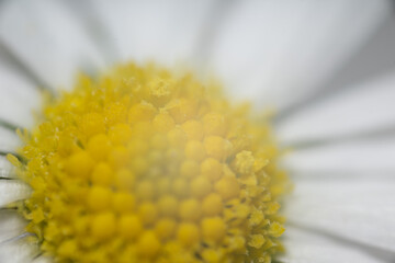 blume gänseblümchen natur pflanze nah makro © fotorena.de