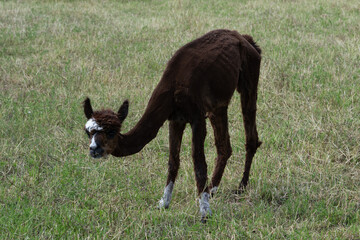 Fototapeta premium alpaka tier natur lama