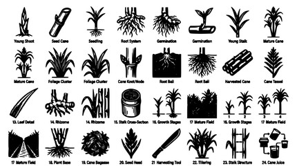 Obraz premium Plant Growth Stages Diagram Vector Set in Black and White Showing Cane Root System Germination Stages