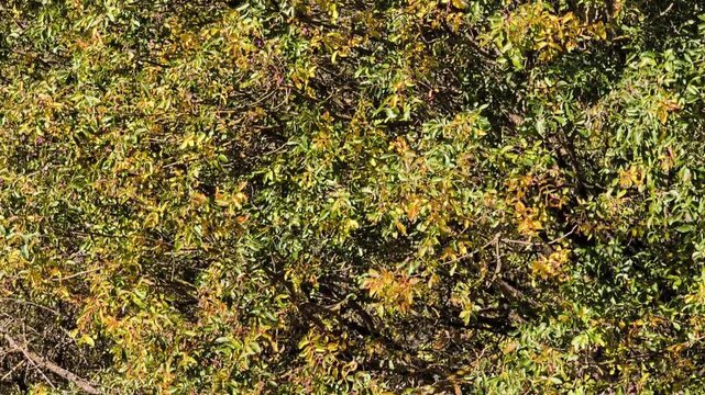 Trees with yellow and green leafes