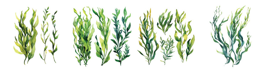 Obraz premium Hand-drawn paint, Simple Illustration, A beautiful painting of kelp seaweed, EPS format, isolated on a white background, watercolor style, minimal yet artistic elements for creative designs
