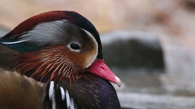 Colorful Male Mandarin Duck Cleaning Feathers In Water In A Close-Up Portrait