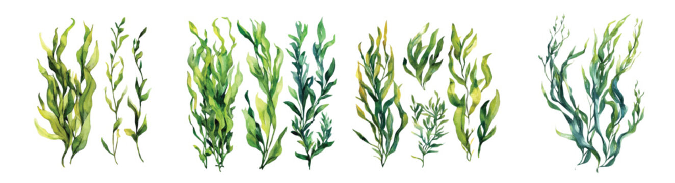 Hand-drawn paint, Simple Illustration, A beautiful painting of kelp seaweed, EPS format, isolated on a white background, watercolor style, minimal yet artistic elements for creative designs