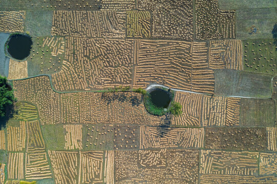Aerial view of harvested rice fields with straw bundles arranged in patterns, small ponds, and trees in Panchagarh, Rangpur Division, Bangladesh.
